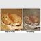 Kedi Portre Yağlıboya Resim El - Doku ile Boyanmış Fotoğrafınızı Bir Tabloya Dönüştürün